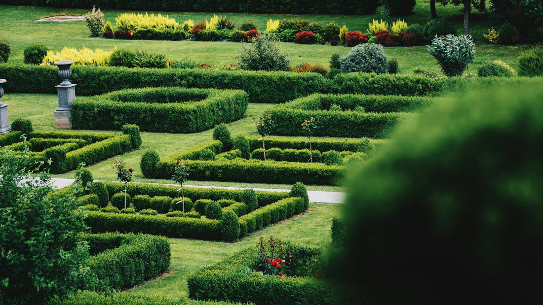 The Best Ground Cover Plants for Landscaping