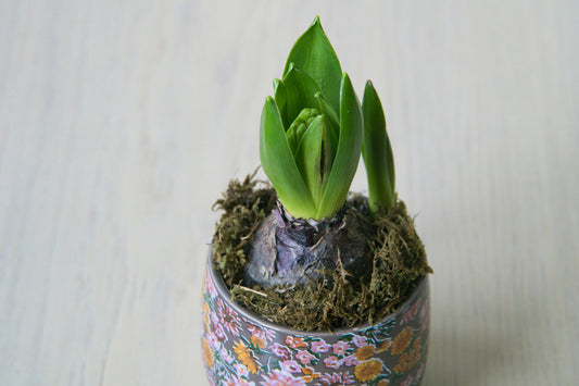Indoor Plant Care Tips for Beginners