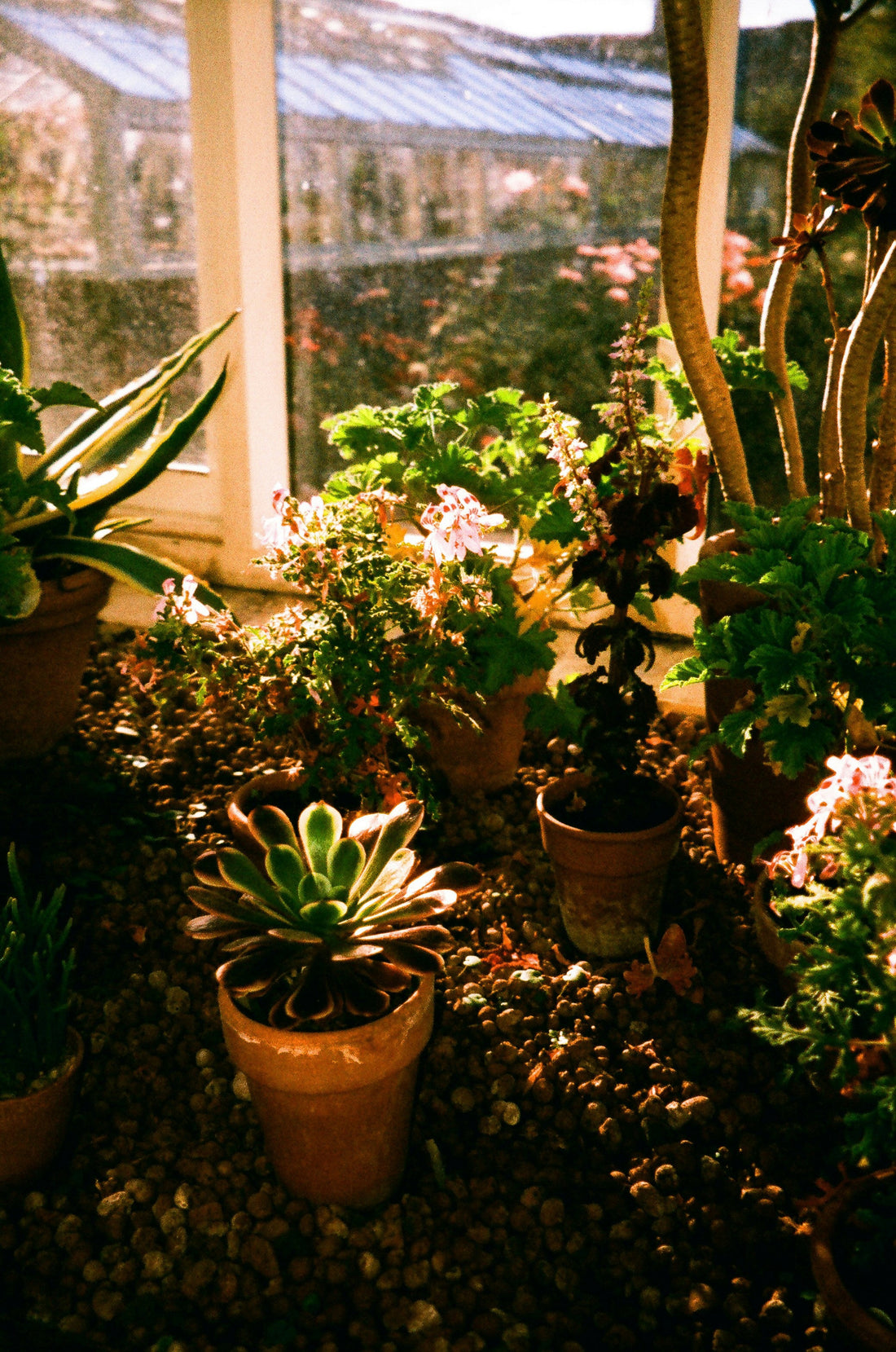Top Tools Every Home Gardener Needs