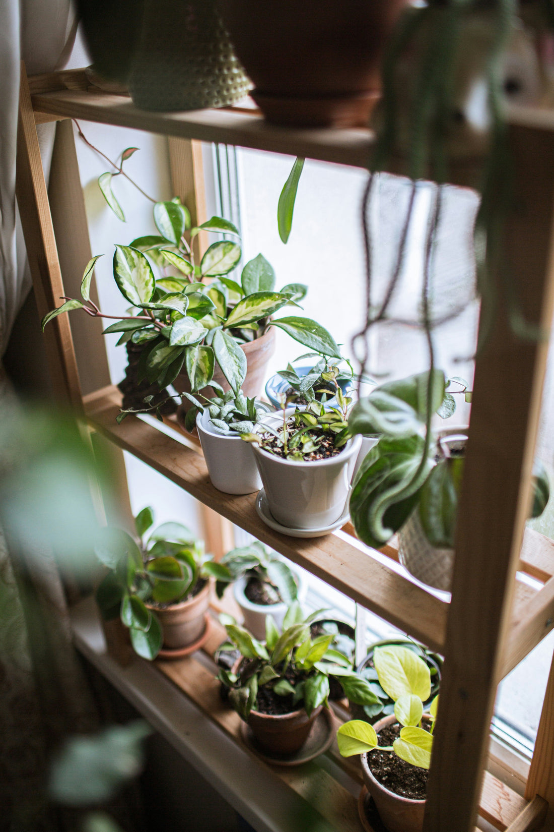 Why Your Backyard Is Full of Mosquitoes (And Fixes)
