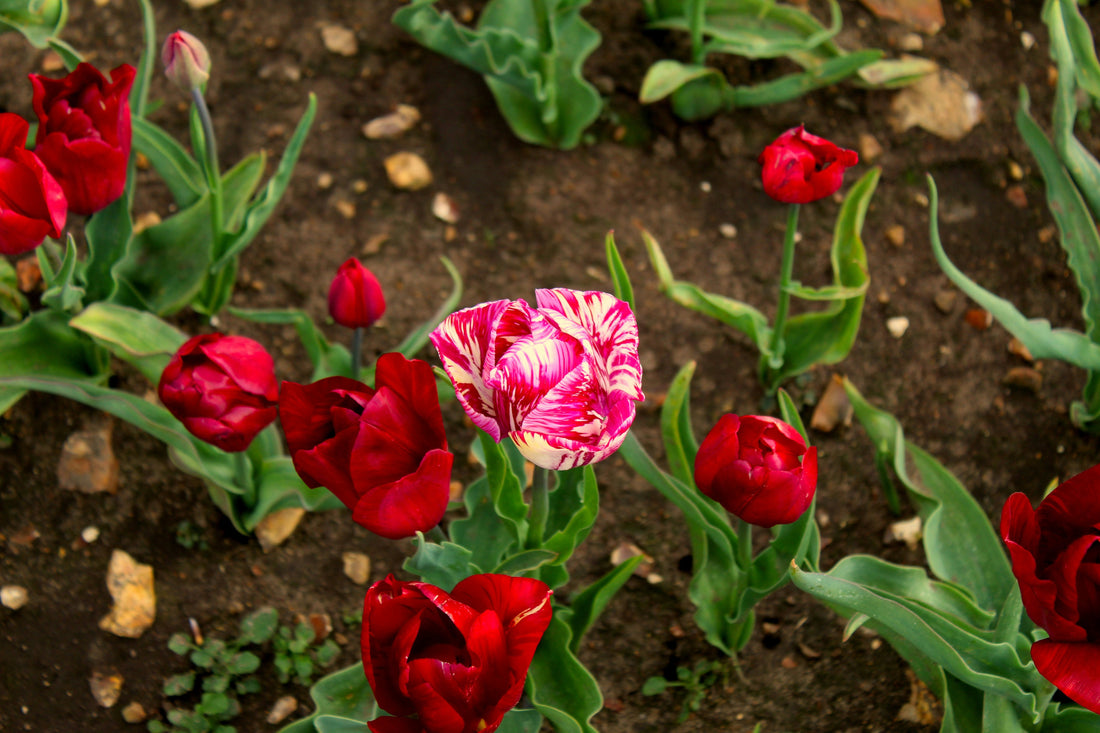 How to Transplant Garden Plants Without Damaging Roots