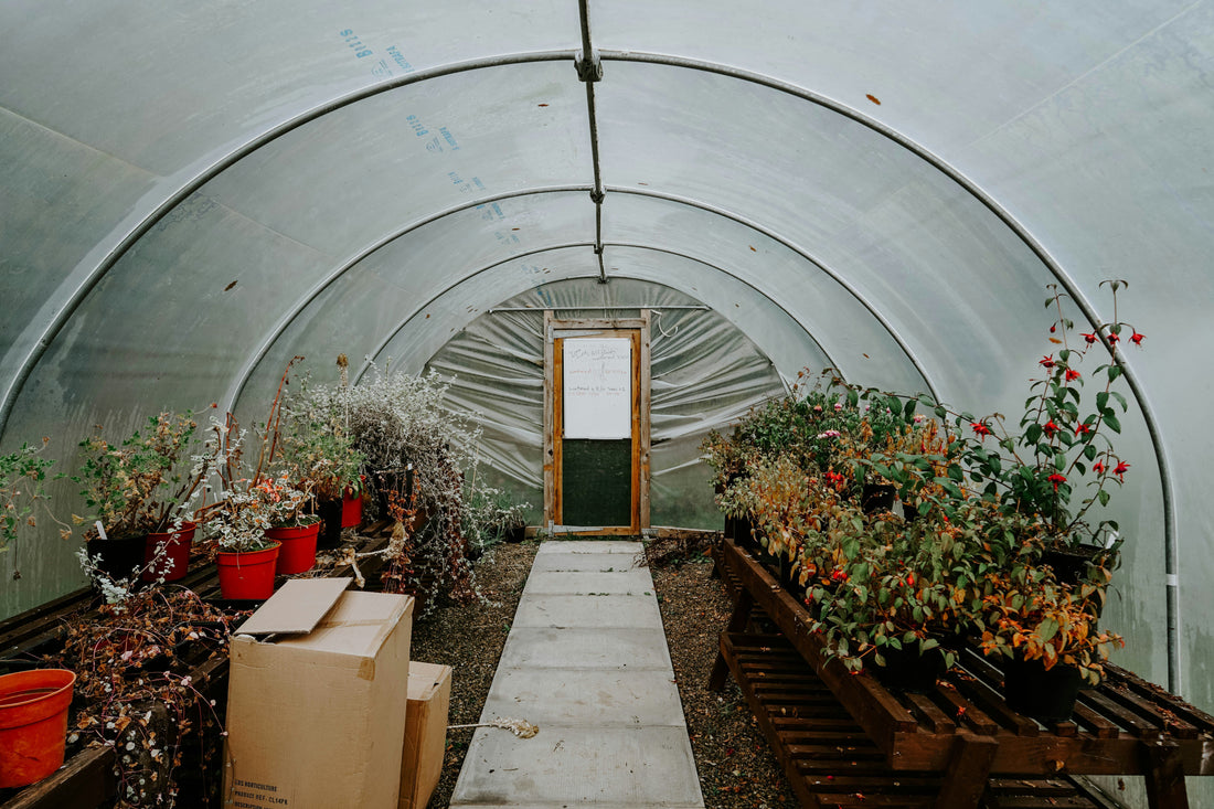 Greenhouse Gardening 101: From Mini Tunnels to Full-Size Structures