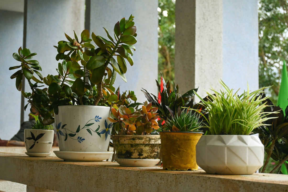 Why Ceramic Pots Are a Gardener’s Best Friend