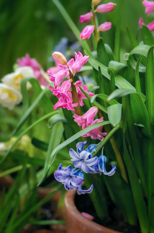 How to Create a Mini Indoor Garden
