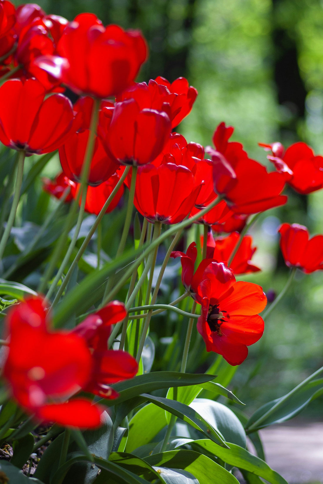 How to Grow Plants Faster and Healthier