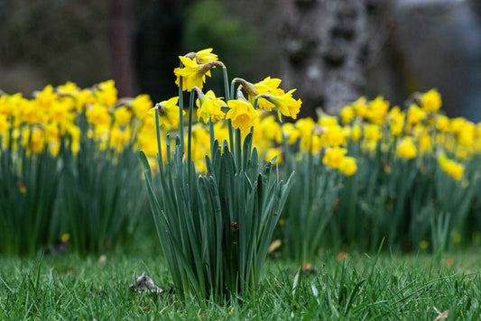 How to Create Beautiful Flower Beds with Less Work