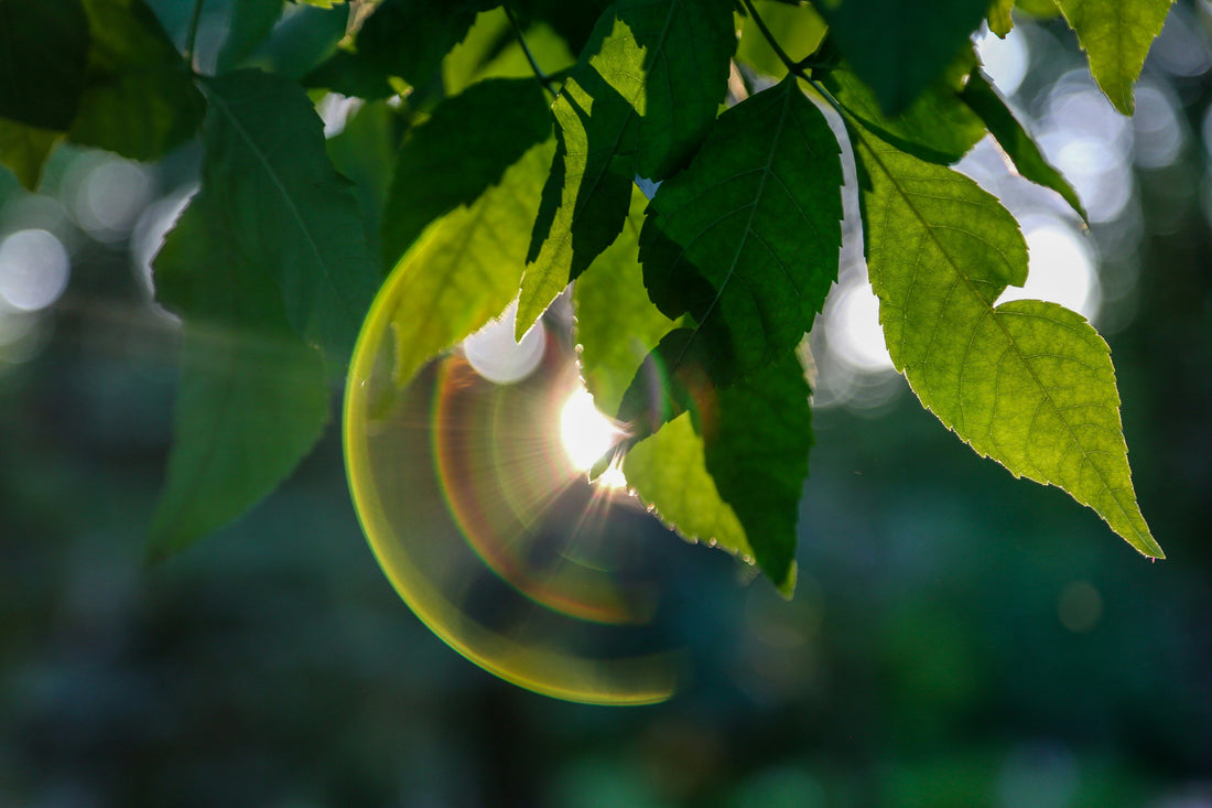 Suncatcher Spotlight: Let Fall Window Light Move Across a Room