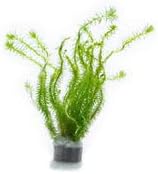 SubstrateSource Live Aquarium Stem Plants - Freshwater Aquatic Plant for Fish Tanks, Aquascaping