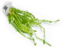 SubstrateSource Live Aquarium Stem Plants - Freshwater Aquatic Plant for Fish Tanks, Aquascaping