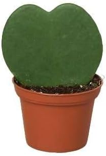 Hoya Sweetheart Live Plant for Indoor | Different Houseplants in 3'' Pot | Real House Plant for