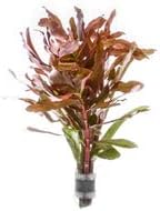 SubstrateSource Live Aquarium Stem Plants - Freshwater Aquatic Plant for Fish Tanks, Aquascaping