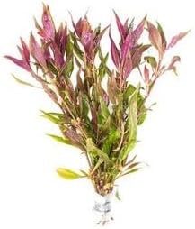 SubstrateSource Live Aquarium Red Stem Plants - Freshwater Aquatic Plant for Fish Tanks