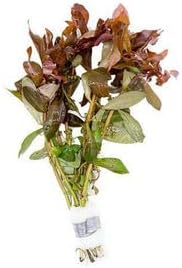 SubstrateSource Live Aquarium Red Stem Plants - Freshwater Aquatic Plant for Fish Tanks