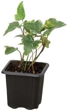 English Ivy Glacier Live Plant for Indoor | Different Houseplants in 3'' Pot | Real House Plant for
