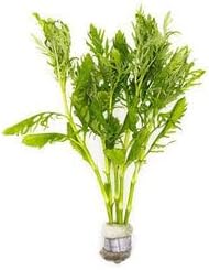 SubstrateSource Live Aquarium Stem Plants - Freshwater Aquatic Plant for Fish Tanks, Aquascaping