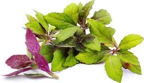 Spinach Plants Okinawa (4 Pack) – Live Edible Plants for Planting, Nutritious & Colorful