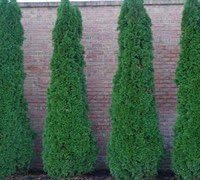 Two Pack of Emerald Arborvitae - 2 Live Plants Shipped 1 to 2 Feet Tall by DAS Farms (No California)
