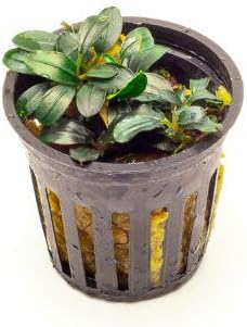 SubstrateSource Bucephalandra Mini Coin Potted Live Aquarium Plant - Natural Freshwater Fish Tank