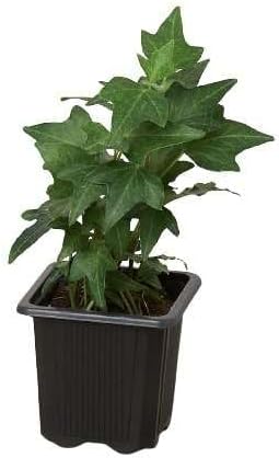 English Ivy Green California Live Plant for Indoor | Different Houseplants in 3'' Pot | Real House