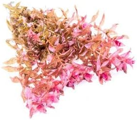 SubstrateSource Live Aquarium Red Stem Plants - Freshwater Aquatic Plant for Fish Tanks