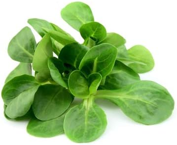 Mache Lettuce - Delicious Verte de Cambrai - 3000 Seeds of Small Leaf Variety and Best for