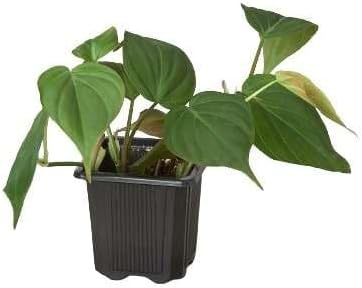 Philodendron Velvet Live Plant for Indoor | Different Houseplants in 4'' & 6'' Pot | Real House