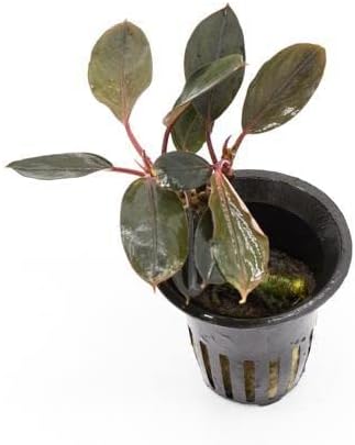 SubstrateSource Bucephalandra Pink Lady Potted Live Aquarium Plant - Natural Freshwater Fish Tank