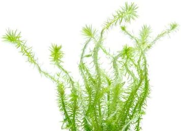 SubstrateSource Live Aquarium Stem Plants - Freshwater Aquatic Plant for Fish Tanks, Aquascaping