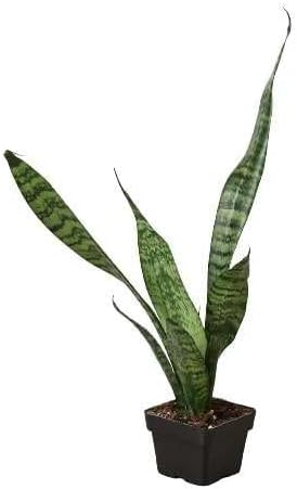 Snake Plant 'Zeylanica' Live Plant for Indoor | Different Houseplants in 3'' Pot | Real House Plant