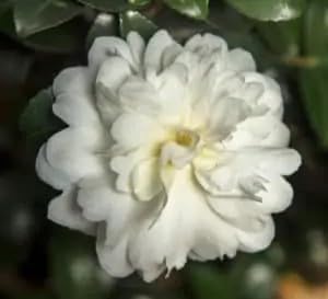 October Magic Ivory Camellia Plant, 1 Gallon, White Flowering Shrub, 4-5 ft Mature Size