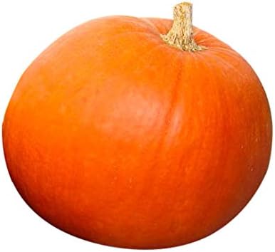 Big Max Pumpkin Seeds - 100 Pounds and Up! - 20 Seeds