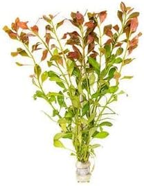 SubstrateSource Live Aquarium Stem Plants - Freshwater Aquatic Plant for Fish Tanks, Aquascaping