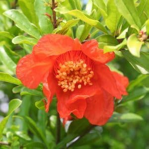 Live Dwarf Pomegranate Plant (Punica Granatum) - Compact, Ornamental Fruit Bearing Shrub