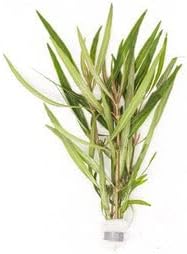 SubstrateSource Live Aquarium Stem Plants - Freshwater Aquatic Plant for Fish Tanks, Aquascaping