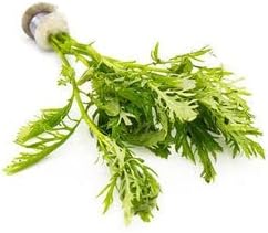 SubstrateSource Live Aquarium Stem Plants - Freshwater Aquatic Plant for Fish Tanks, Aquascaping