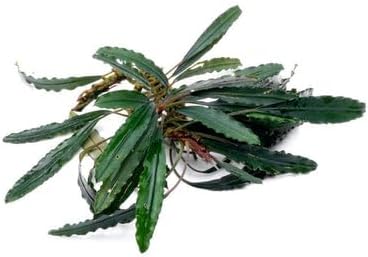 SubstrateSource Bucephalandra Green Godzilla Live Aquarium Plant - Natural Freshwater Fish Tank