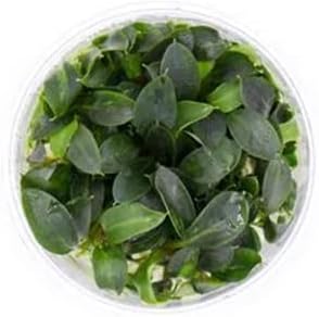 Ultum Nature Systems Piptospatha Ridleyi Tissue Culture Live Plant for Aquarium, Aquascape