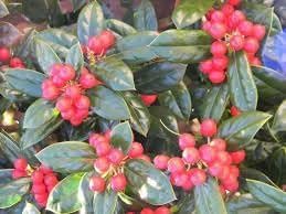 Burfordi Holly | 2 Large Gallon Size Plants | Ilex Cornuta | Fast Growing Evergreen Shrubs, Privacy
