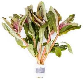 SubstrateSource Live Aquarium Stem Plants - Freshwater Aquatic Plant for Fish Tanks, Aquascaping