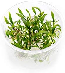 Cryptocoryne Lutea in Vitro Tissue Culture Cup