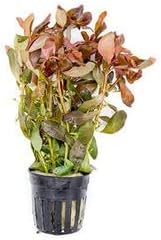 SubstrateSource Live Aquarium Red Stem Plants - Freshwater Aquatic Plant for Fish Tanks