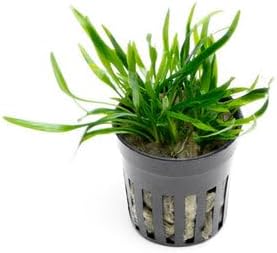 SubstrateSource Cryptocoryne Live Aquarium Plants - Freshwater Plant for Aquariums, Planted Fish