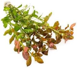 SubstrateSource Live Aquarium Stem Plants - Freshwater Aquatic Plant for Fish Tanks, Aquascaping
