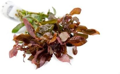 SubstrateSource Live Aquarium Red Stem Plants - Freshwater Aquatic Plant for Fish Tanks