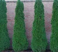 Four Pack of Emerald Arborvitaes - Evergreen Privacy Hedge - 4 Live Plants Shipped 1 to 2 Feet Tall