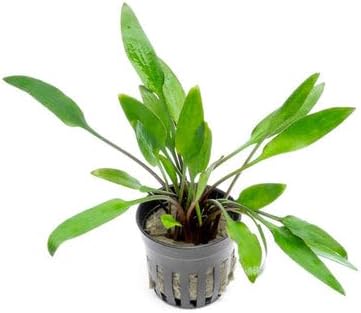 SubstrateSource Cryptocoryne Live Aquarium Plants - Freshwater Plant for Aquariums, Planted Fish