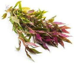 SubstrateSource Live Aquarium Red Stem Plants - Freshwater Aquatic Plant for Fish Tanks