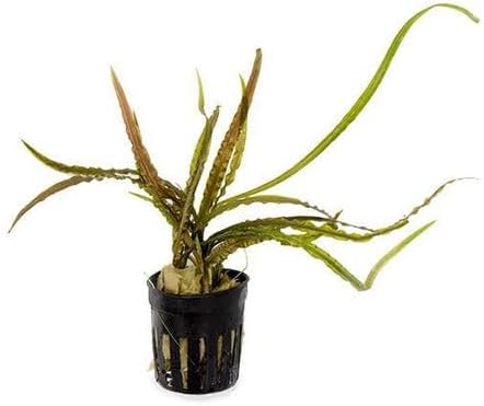 SubstrateSource Cryptocoryne Live Aquarium Plants - Freshwater Plant for Aquariums, Planted Fish