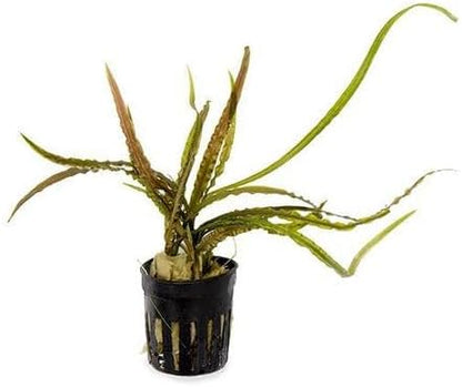 SubstrateSource Cryptocoryne Live Aquarium Plants - Freshwater Plant for Aquariums, Planted Fish