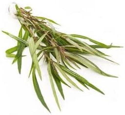 SubstrateSource Live Aquarium Stem Plants - Freshwater Aquatic Plant for Fish Tanks, Aquascaping